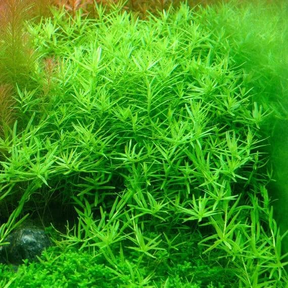 High quality rottla rotundifolia green - image 1