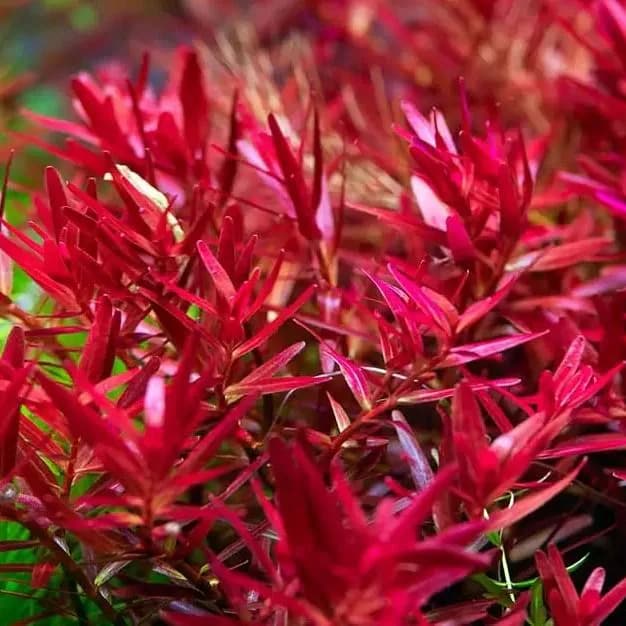 Rotlla rotundifolia "hi" Red - image 1