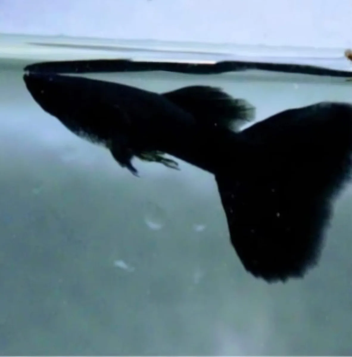 Black guppy - image 1