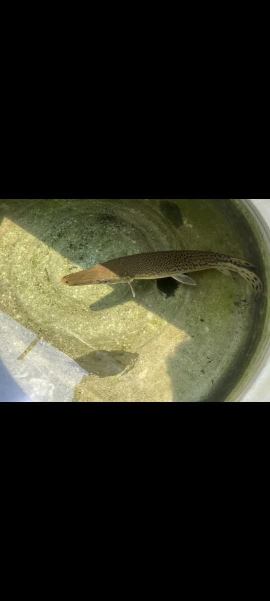 Alligator Gar - image 1