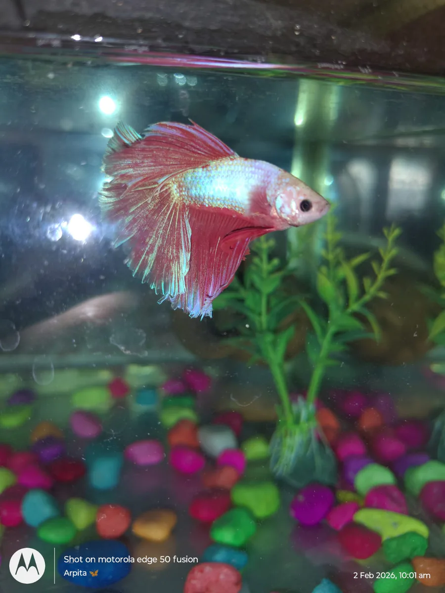 Premium Quality Dragon Half Moon Betta Male - image 1