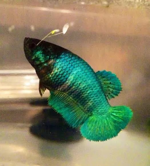 Half Moon Female Betta - image 1
